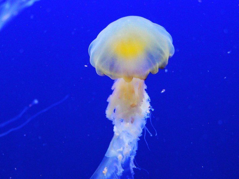 Leçon de philosophie pour les&nbsp;angoissés