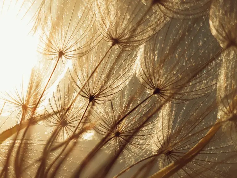 Le pouvoir de la&nbsp;vulnérabilité