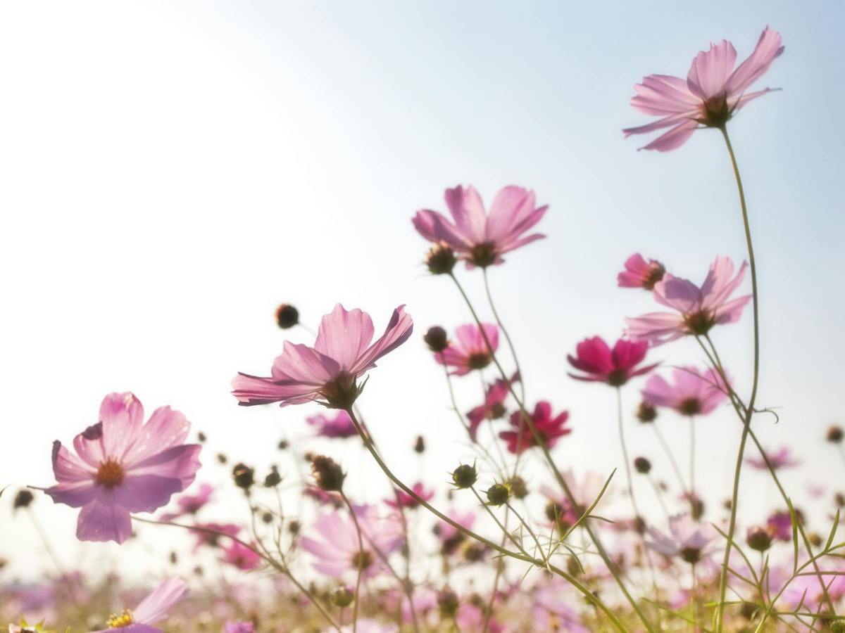 Challenge développement personnel : 4 Semaines pour un renouveau printanier&nbsp;🌞