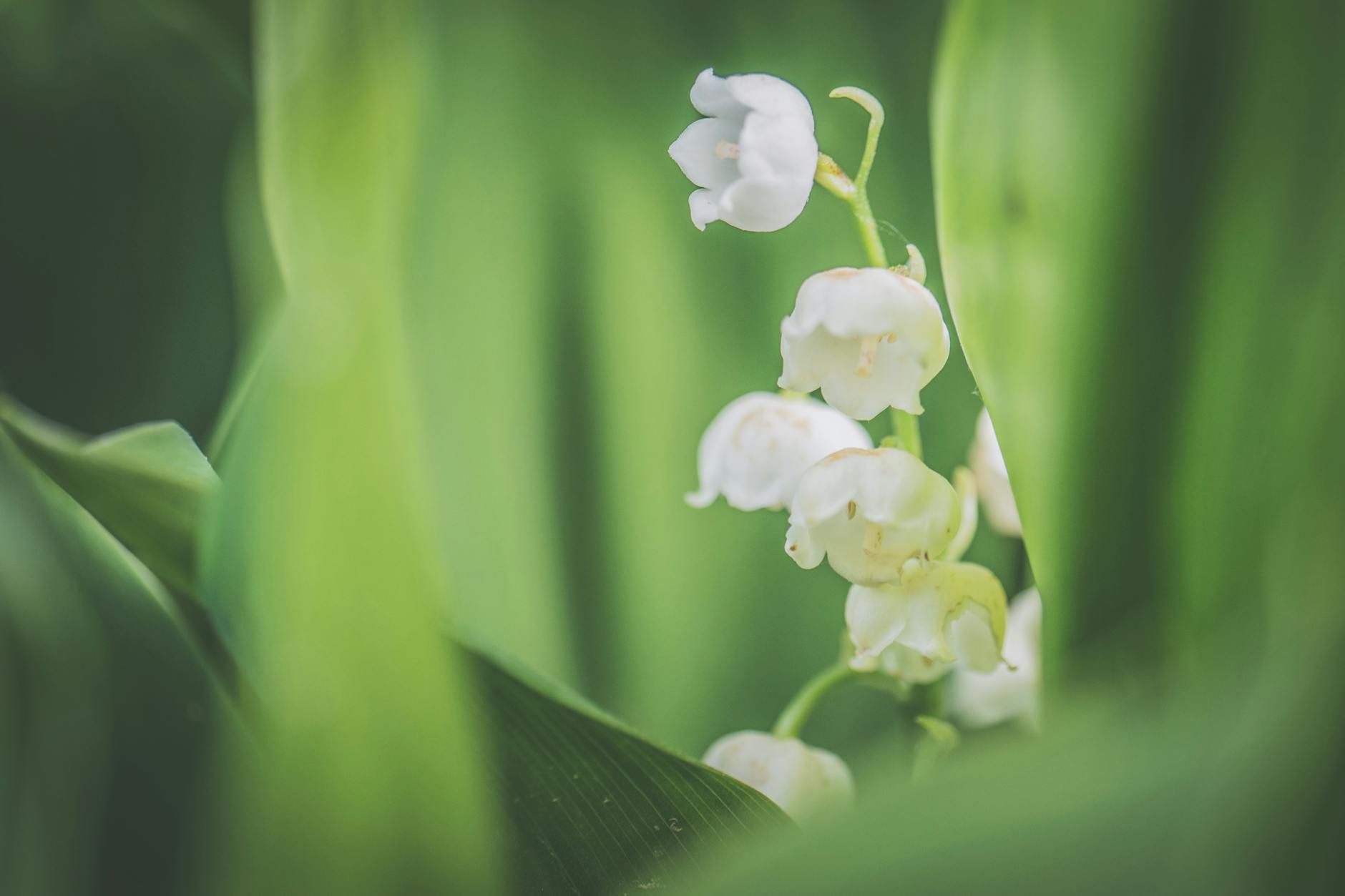 Pourquoi le muguet porte bonheur ? Histoire et traditions du 1er mai 🌿🍀