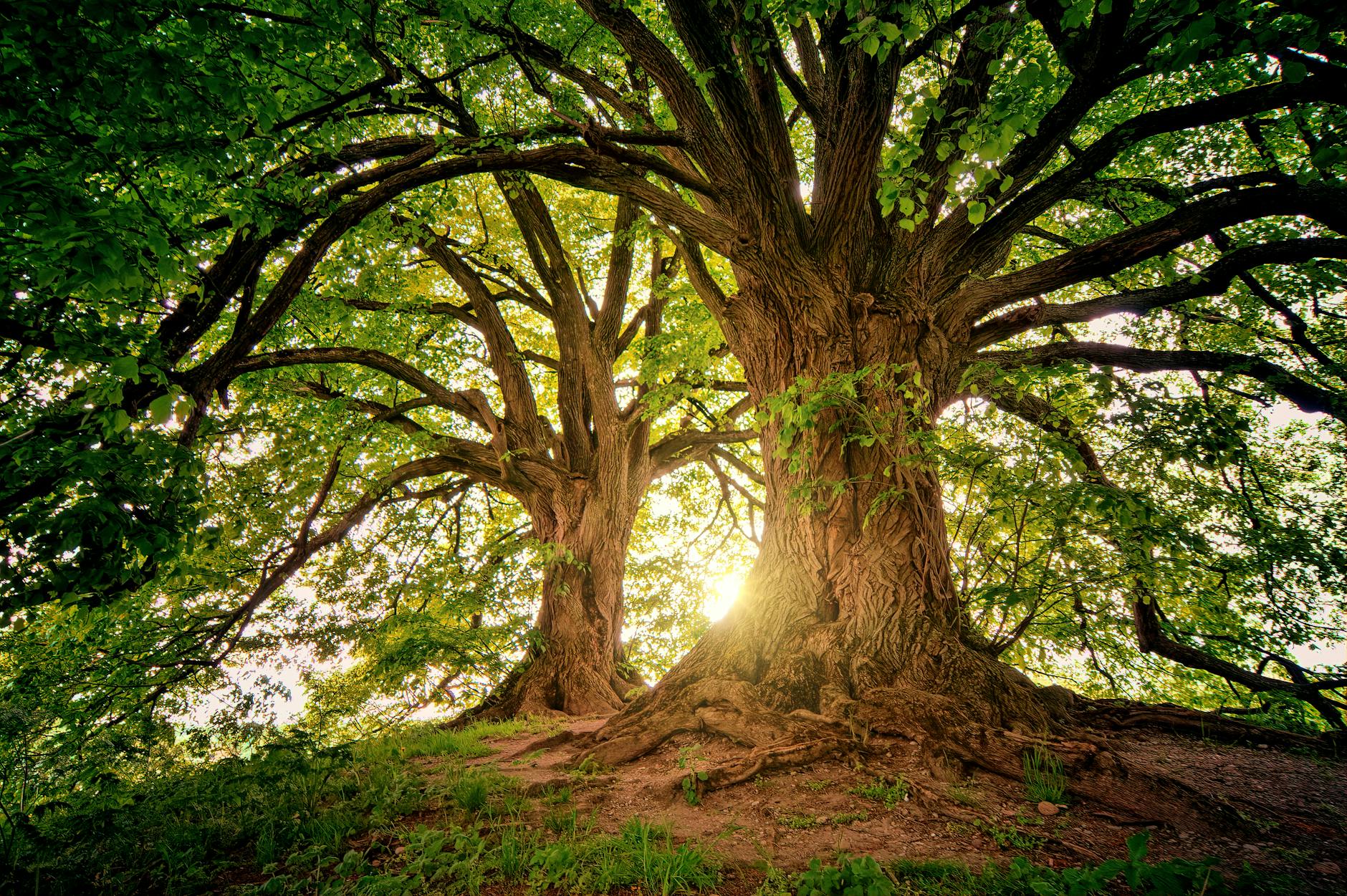 Résilience : cette force invisible qui nous aide à tenir debout 🌿💫