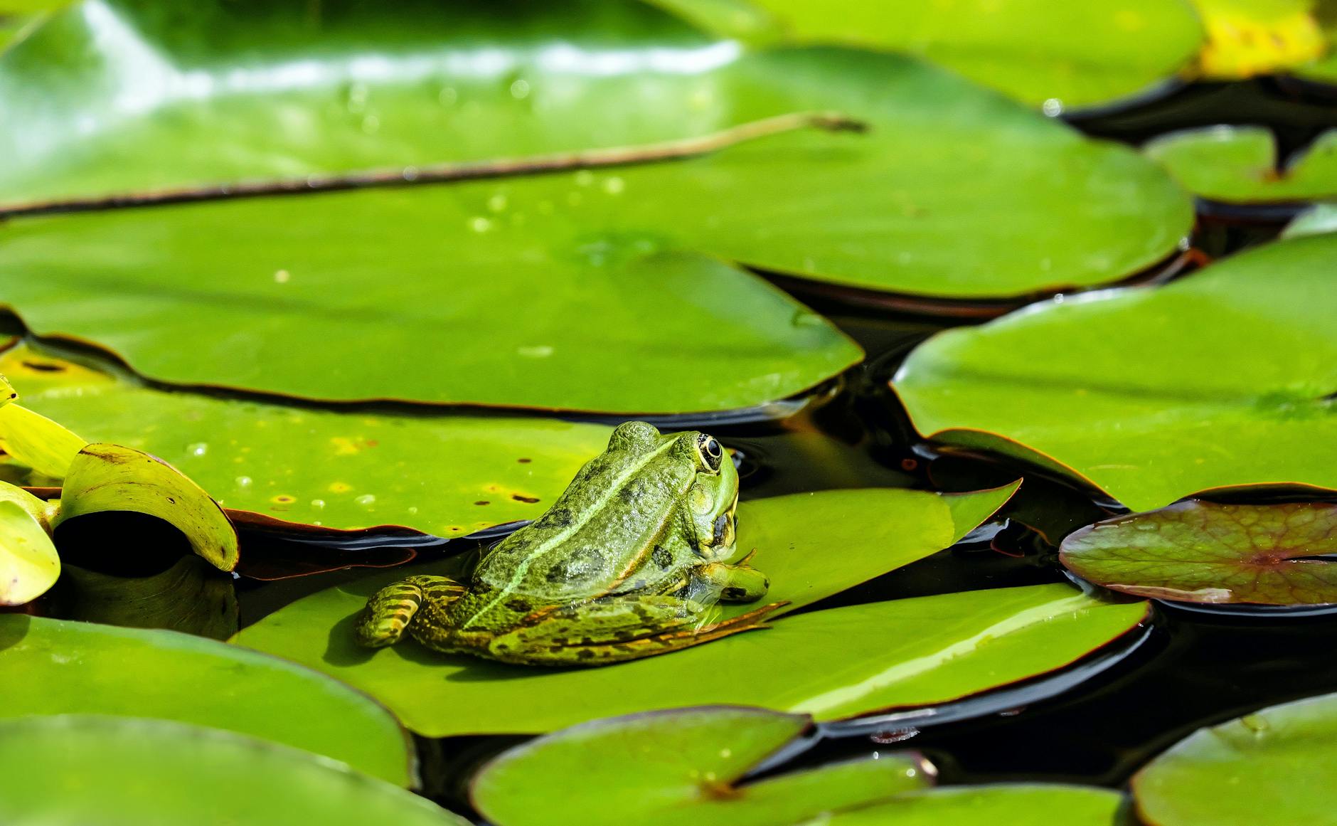 Le mythe de la grenouille qui cuit : et si vous étiez dans l’eau chaude sans le savoir ?