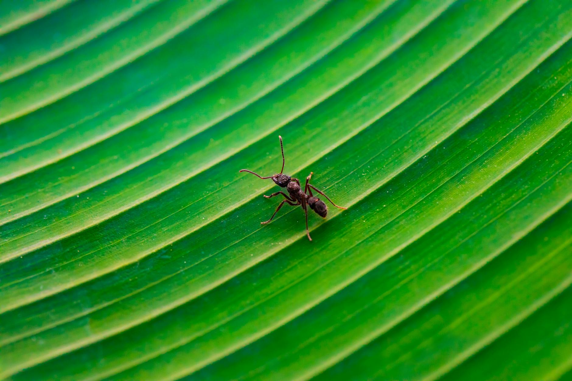 🐜 La Cigale et la Fourmi : Explication et analyse d&rsquo;une fable intemporelle