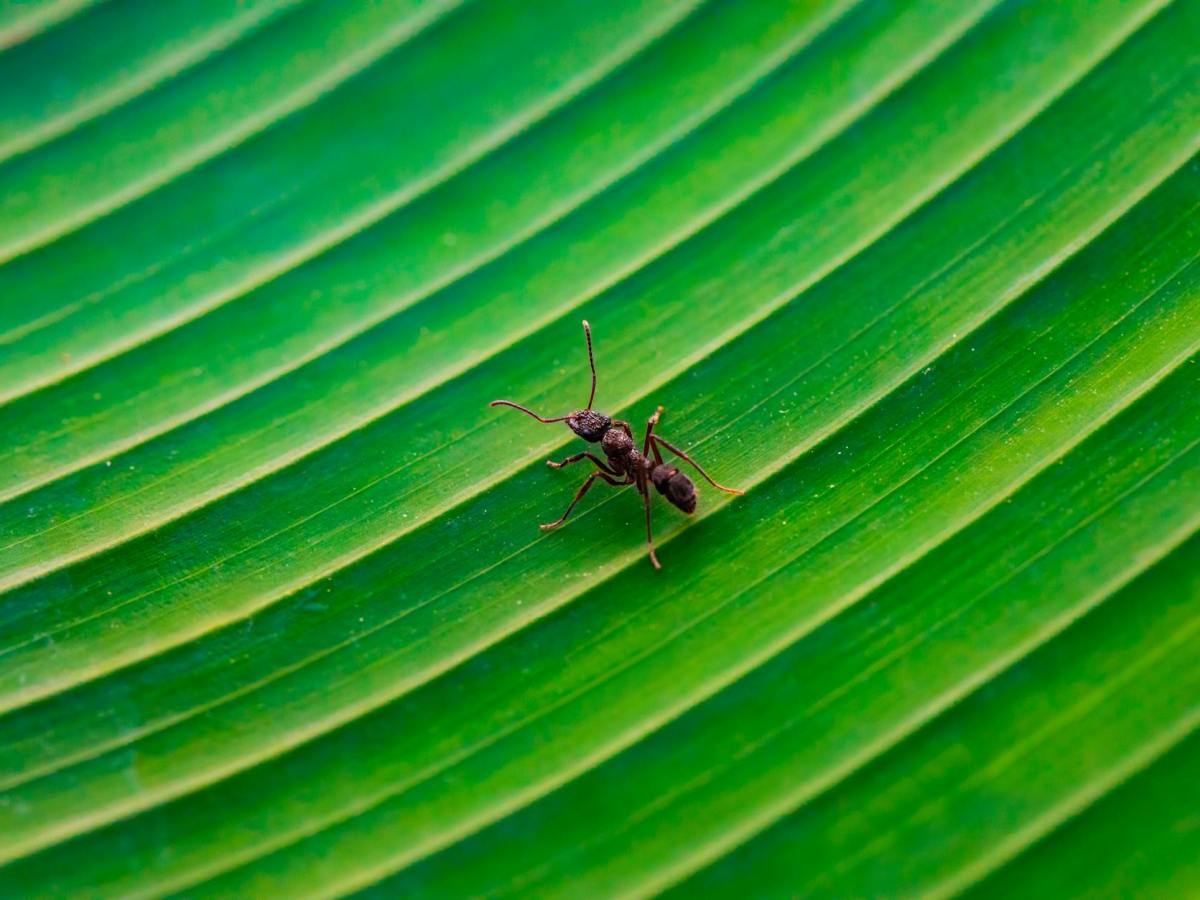 🐜 La Cigale et la Fourmi : Explication et analyse d&rsquo;une fable&nbsp;intemporelle