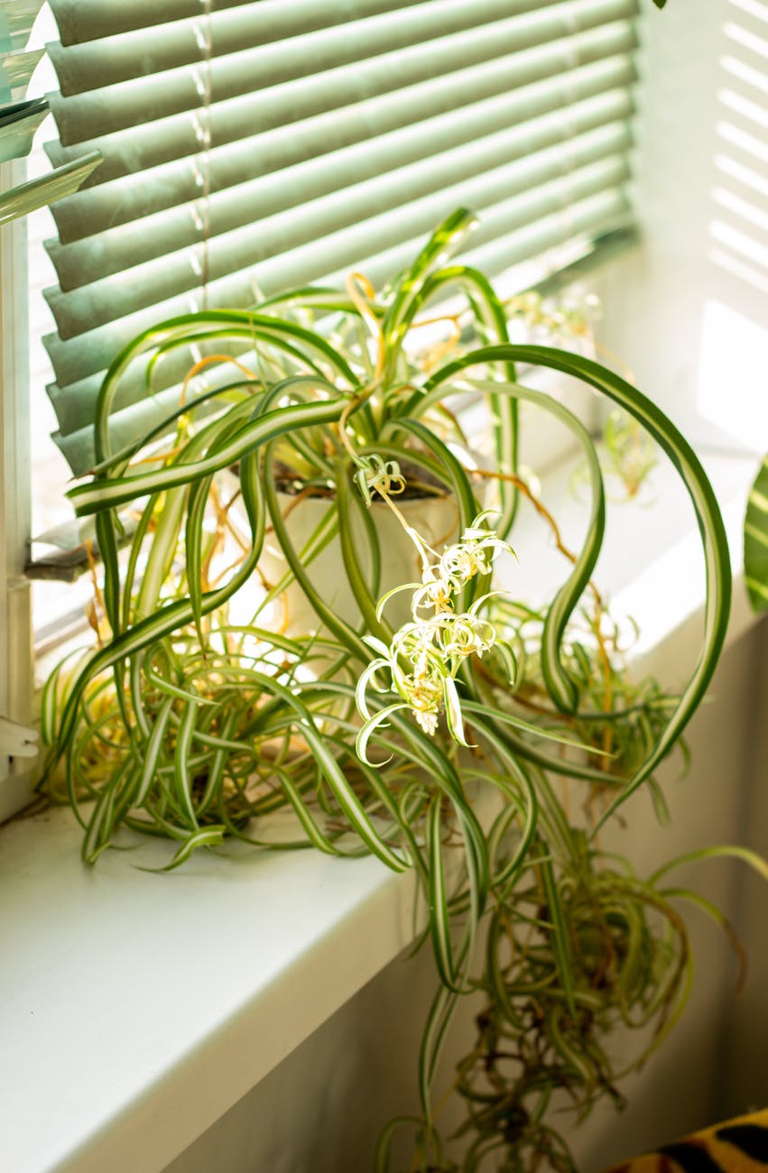 Purifier l&rsquo;air à la maison grâce à la plante araignée : un allié naturel et efficace
