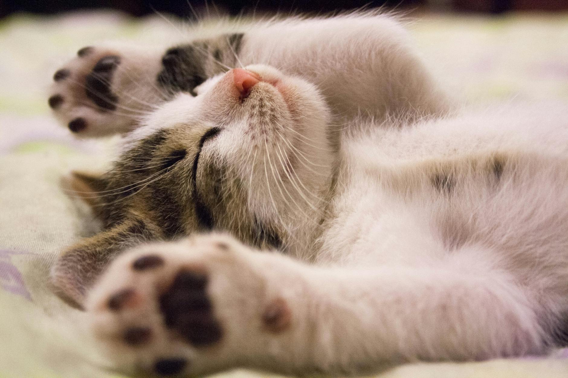Gâteau chat : idées de friandises pour faire plaisir à son félin