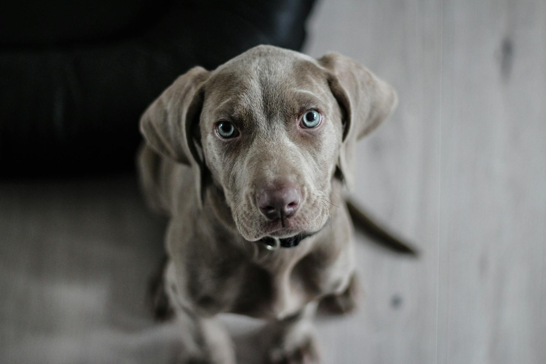 Toilettage chien : le guide complet pour un entretien réussi à domicile