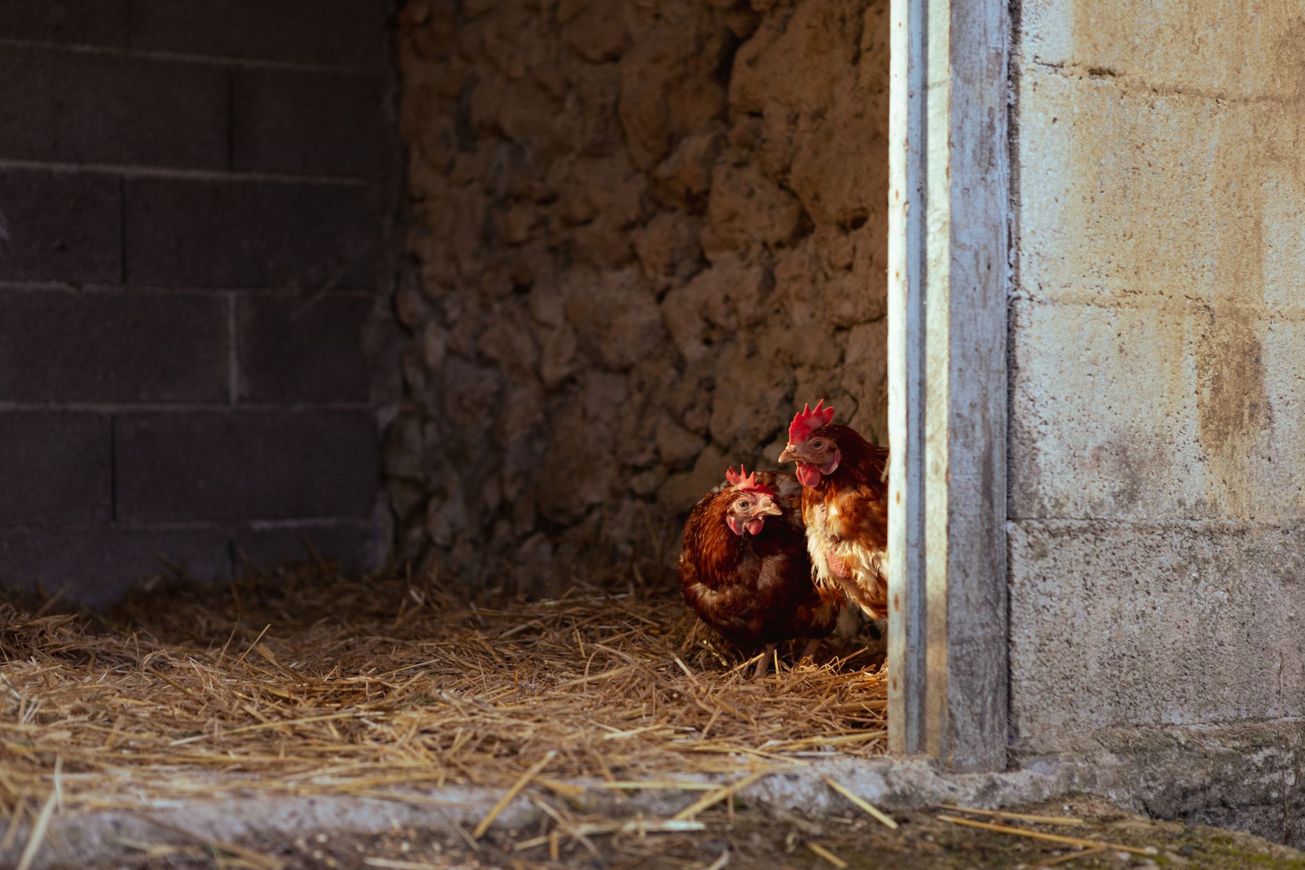 Omlet : la marque qui réinvente les produits pour animaux de compagnie